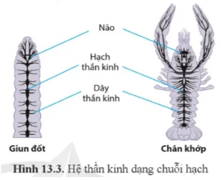 Sinh học 11 Bài 13: Cảm ứng ở động vật