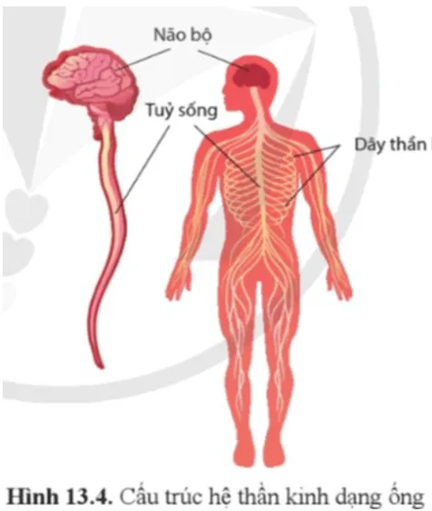 Sinh học 11 Bài 13: Cảm ứng ở động vật