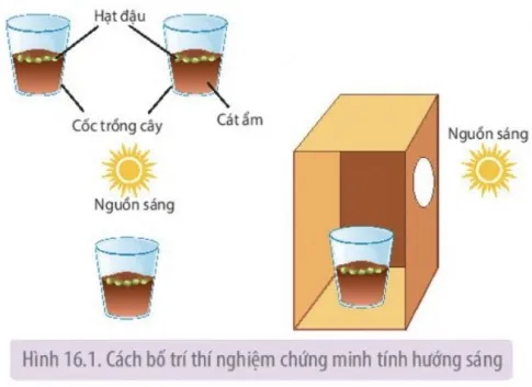 Sinh học 11 Bài 16: Thực hành Cảm ứng ở thực vật