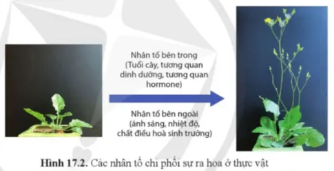 Sinh học 11 Bài 17: Các nhân tố ảnh hưởng đến sinh trưởng và phát triển ở thực vật