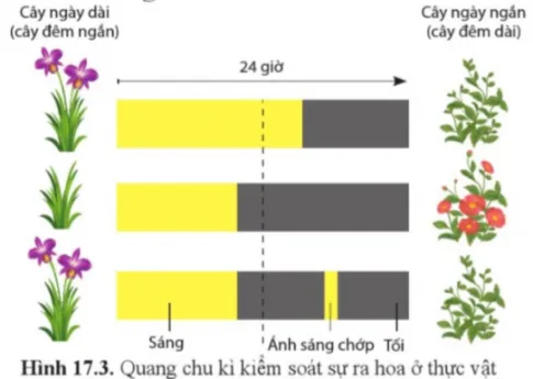 Sinh học 11 Bài 17: Các nhân tố ảnh hưởng đến sinh trưởng và phát triển ở thực vật