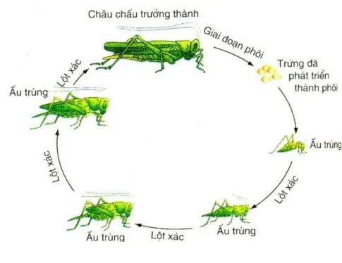 Sinh học 11 Bài 18: Sinh trưởng và phát triển ở động vật