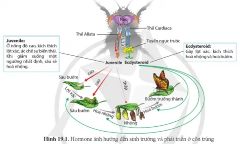 Sinh học 11 Bài 19: Các nhân tố ảnh hưởng đến sinh trưởng và phát triển ở động vật