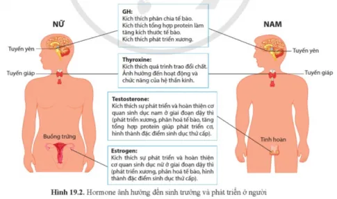 Sinh học 11 Bài 19: Các nhân tố ảnh hưởng đến sinh trưởng và phát triển ở động vật