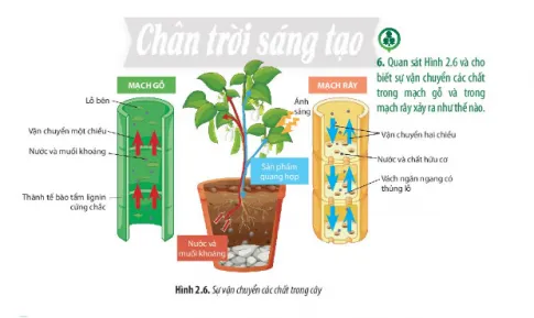 Sinh học 11 Bài 2: Trao đổi nước và khoáng ở thực vật