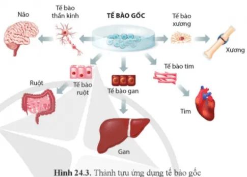 Sinh học 11 Bài 24: Một số ngành nghề liên quan đến sinh học cơ thể