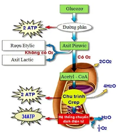 Sinh học 11 Bài 27: Cơ thể sinh vật là một hệ thống mở và tự điều chỉnh