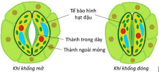 Sinh học 11 Bài 3: Nhân tố ảnh hưởng đến trao đổi nước và khoáng ở thực vật