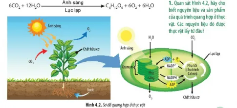 Sinh học 11 Bài 4: Quang hợp ở thực vật