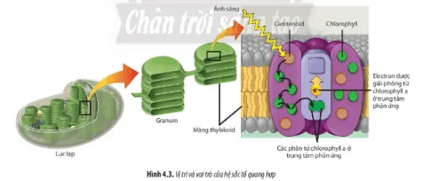 Sinh học 11 Bài 4: Quang hợp ở thực vật