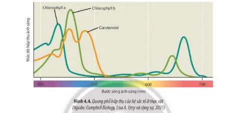 Sinh học 11 Bài 4: Quang hợp ở thực vật