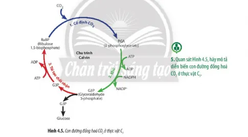 Sinh học 11 Bài 4: Quang hợp ở thực vật