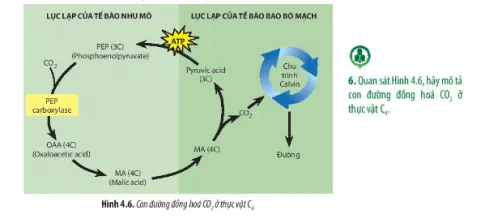 Sinh học 11 Bài 4: Quang hợp ở thực vật