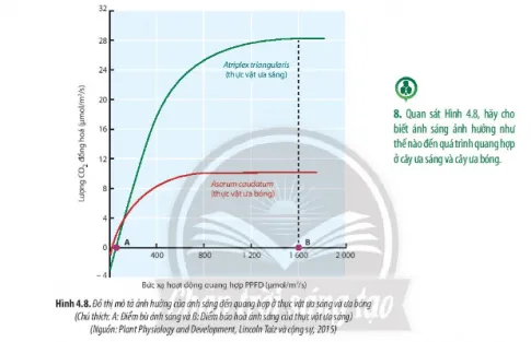 Sinh học 11 Bài 4: Quang hợp ở thực vật