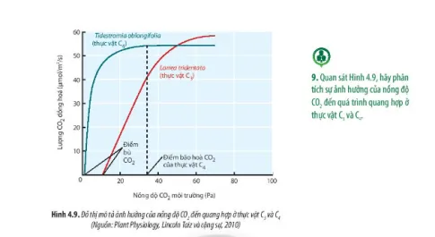 Sinh học 11 Bài 4: Quang hợp ở thực vật