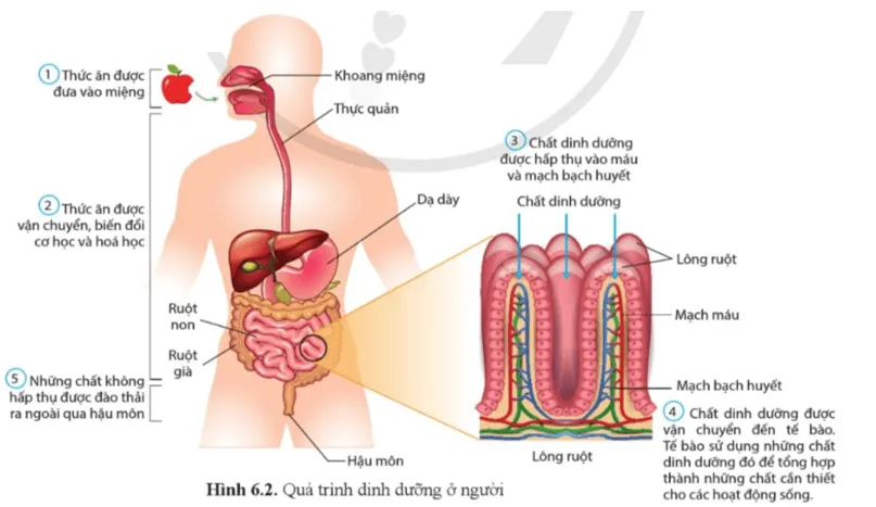 Sinh học 11 Bài 6: Dinh dưỡng và tiêu hóa ở động vật