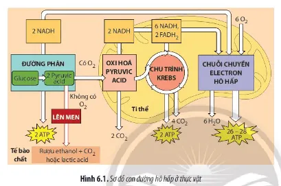 Sinh học 11 Bài 6: Hô hấp ở thực vật