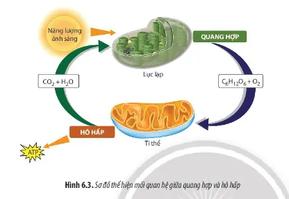 Sinh học 11 Bài 6: Hô hấp ở thực vật