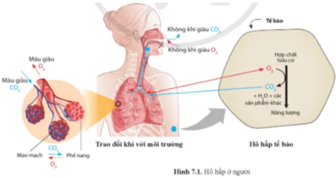 Sinh học 11 Bài 7: Hô hấp ở động vật