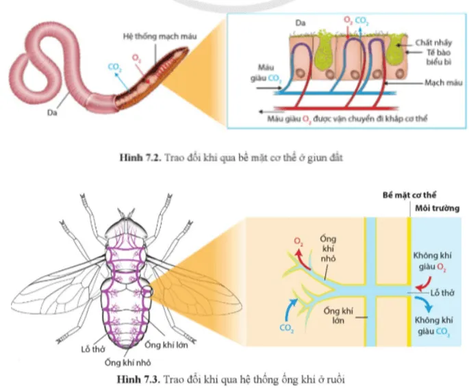 Sinh học 11 Bài 7: Hô hấp ở động vật