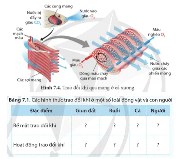 Sinh học 11 Bài 7: Hô hấp ở động vật