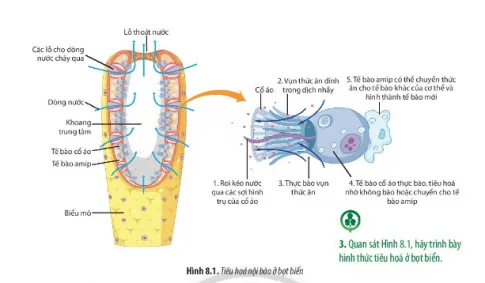 Sinh học 11 Bài 8: Dinh dưỡng và tiêu hóa ở động vật