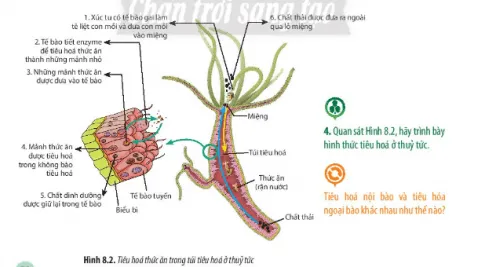 Sinh học 11 Bài 8: Dinh dưỡng và tiêu hóa ở động vật