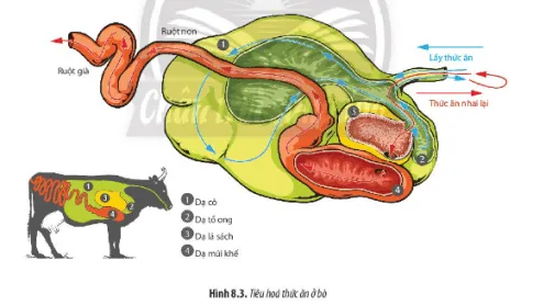 Sinh học 11 Bài 8: Dinh dưỡng và tiêu hóa ở động vật