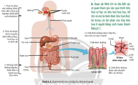 Sinh học 11 Bài 8: Dinh dưỡng và tiêu hóa ở động vật