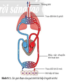 Sinh học 11 Bài 9: Hô hấp ở động vật