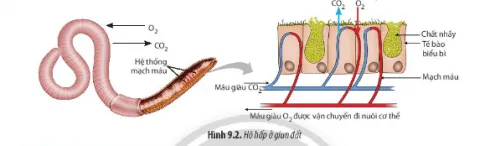 Sinh học 11 Bài 9: Hô hấp ở động vật