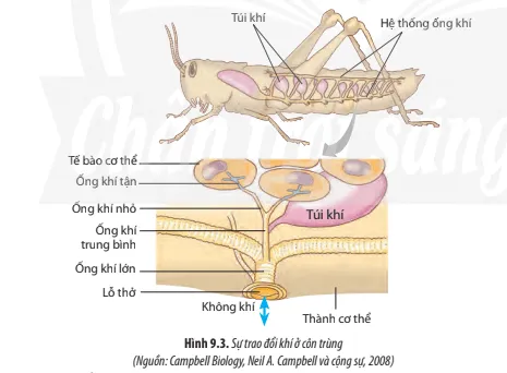 Sinh học 11 Bài 9: Hô hấp ở động vật