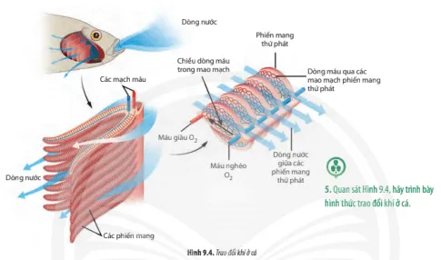 Sinh học 11 Bài 9: Hô hấp ở động vật