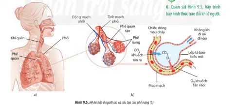 Sinh học 11 Bài 9: Hô hấp ở động vật