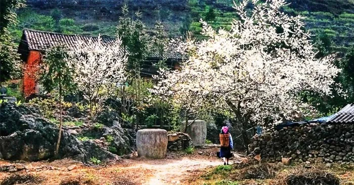 Sơ đồ tư duy bài Mùa hoa mận