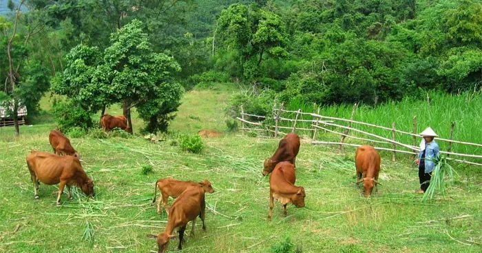 So sánh phương thức chăn thả tự do, chăn nuôi công nghiệp, chăn nuôi bán công nghiệp