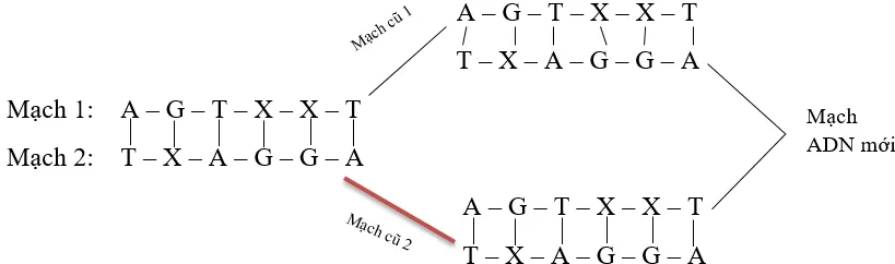 Soạn Sinh 9 Bài 16: ADN và bản chất của gen