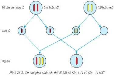 Soạn Sinh 9 Bài 23: Đột biến số lượng nhiễm sắc thể