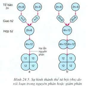 Soạn Sinh 9 Bài 24: Đột biến số lượng nhiễm sắc thể (Tiếp theo)