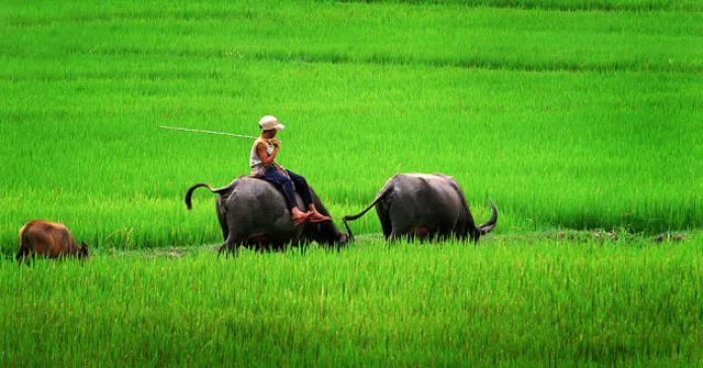 Tập làm văn lớp 4: Tả con trâu ở làng quê Việt Nam