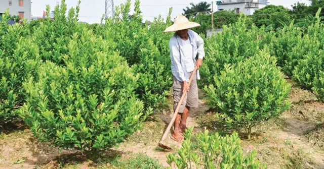 Tập làm văn lớp 5: Tả bố em đang làm vườn