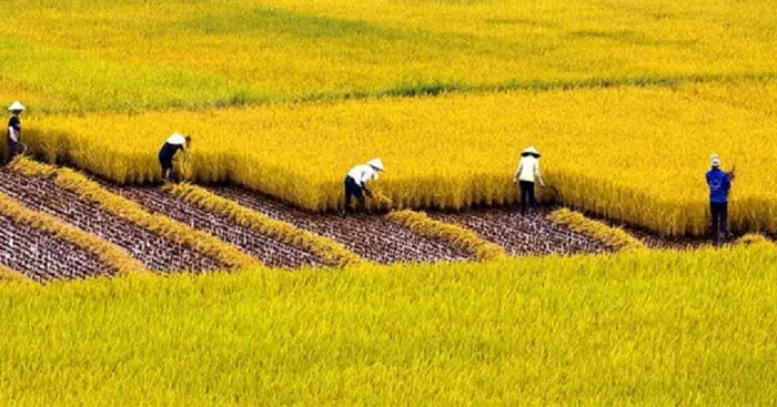 Tập làm văn lớp 5: Tả cánh đồng lúa chín