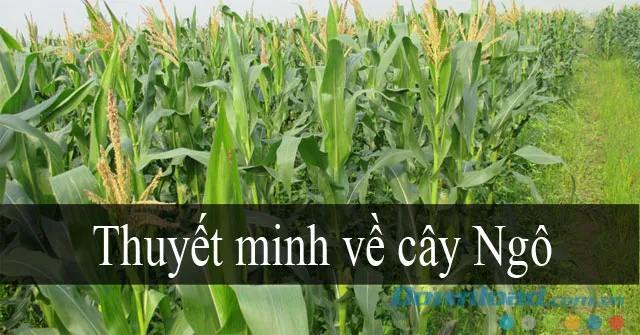 Thuyết minh về cây Ngô (Dàn ý + 4 Mẫu)