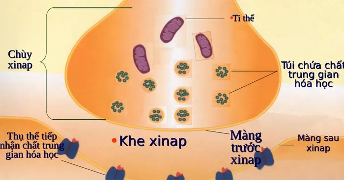 Trắc nghiệm Sinh học 11 bài 30 (Có đáp án)