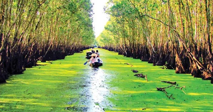 Văn mẫu lớp 10: Đoạn văn nói về vẻ đẹp của tình yêu luôn gắn với hình ảnh quê hương qua Đi trong hương tràm