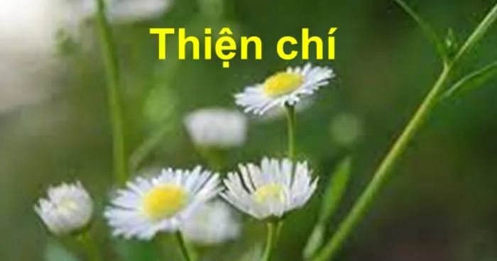 Văn mẫu lớp 12: Đoạn văn suy nghĩ về cách thể hiện thiện chí khi ta muốn giúp đỡ người khác