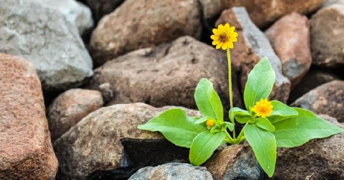 Văn mẫu lớp 7: Chứng minh tính đúng đắn của câu tục ngữ Có chí thì nên