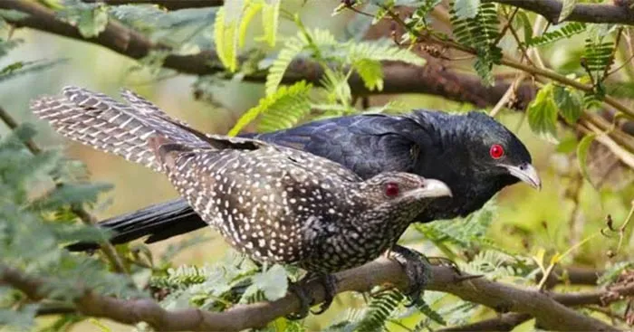 Văn mẫu lớp 8: Phân tích bài thơ Khi con tu hú của Tố Hữu (Sơ đồ tư duy)