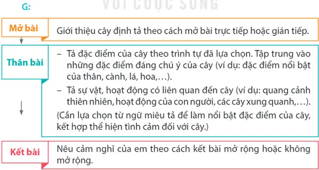 Viết: Lập dàn ý cho bài văn miêu tả cây cối – Tiếng Việt 4 Kết nối tri thức