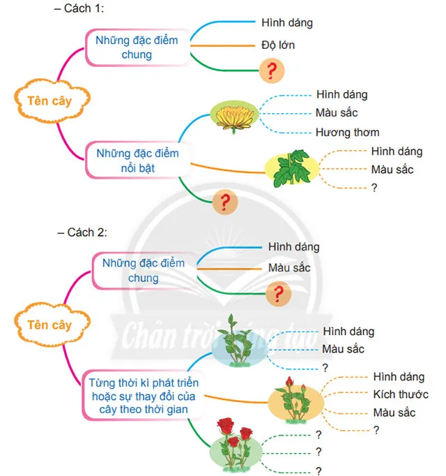 Viết: Luyện tập quan sát, tìm ý cho bài văn miêu tả cây cối – Tiếng Việt 4 Chân trời sáng tạo